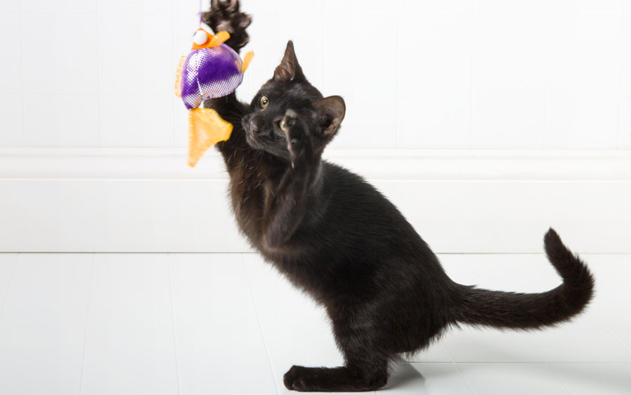 Gone fishin cat toy-1
